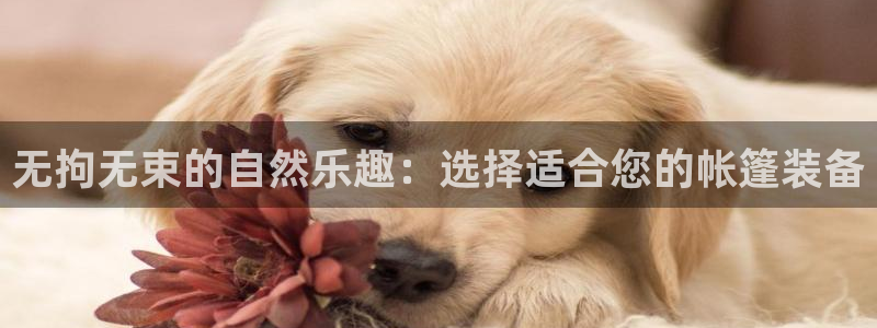 新宝gg软件下载