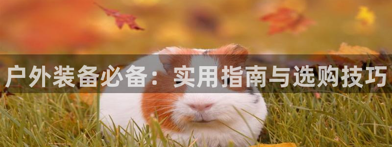 新宝gg创造奇迹平台