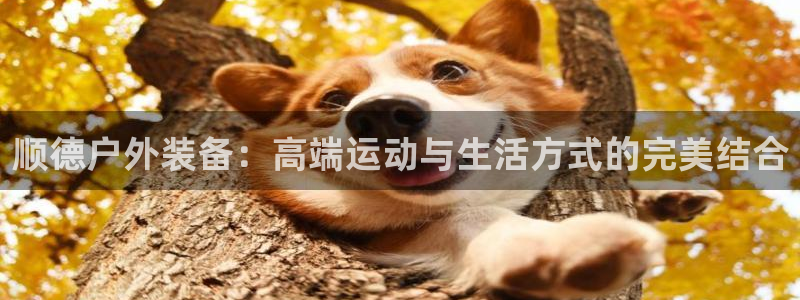 新宝gg如何赚钱